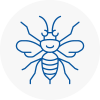 Anston Hornet Nest Removals