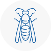 Anston Wasp Nest Removal